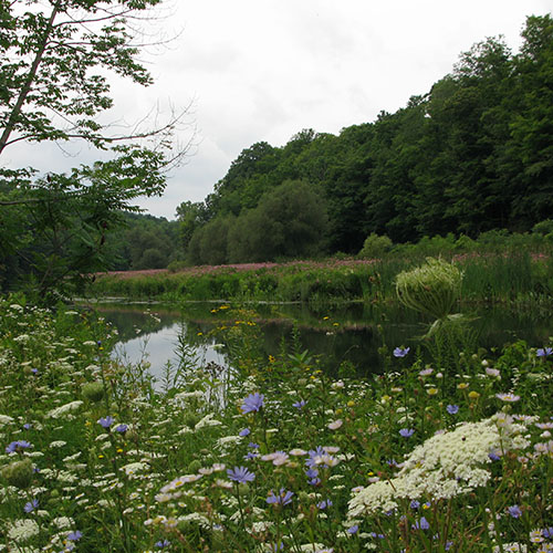 Lake ecosystem with lots of flowers